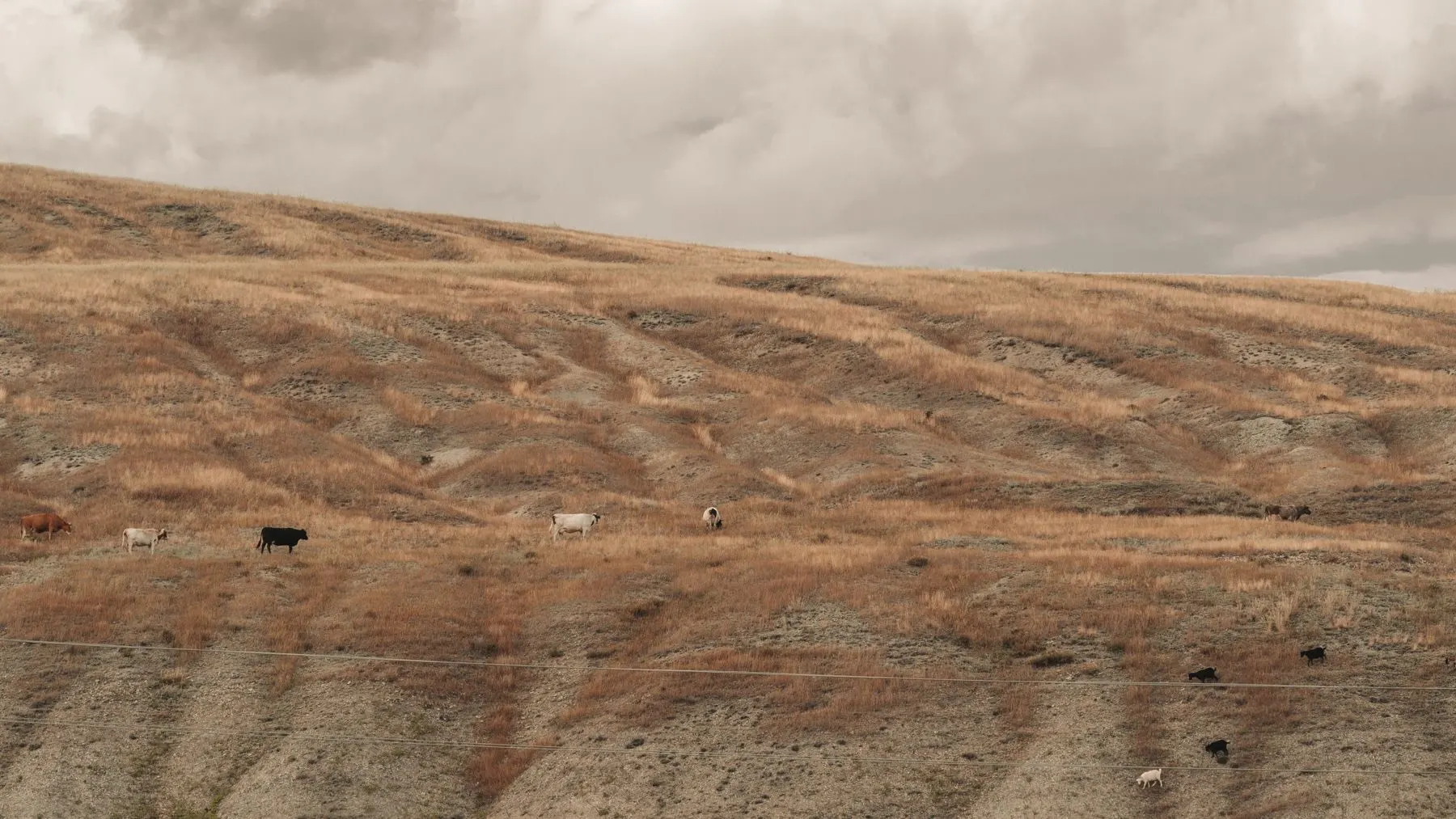 Cattle scattered across open rangeland under a big sky