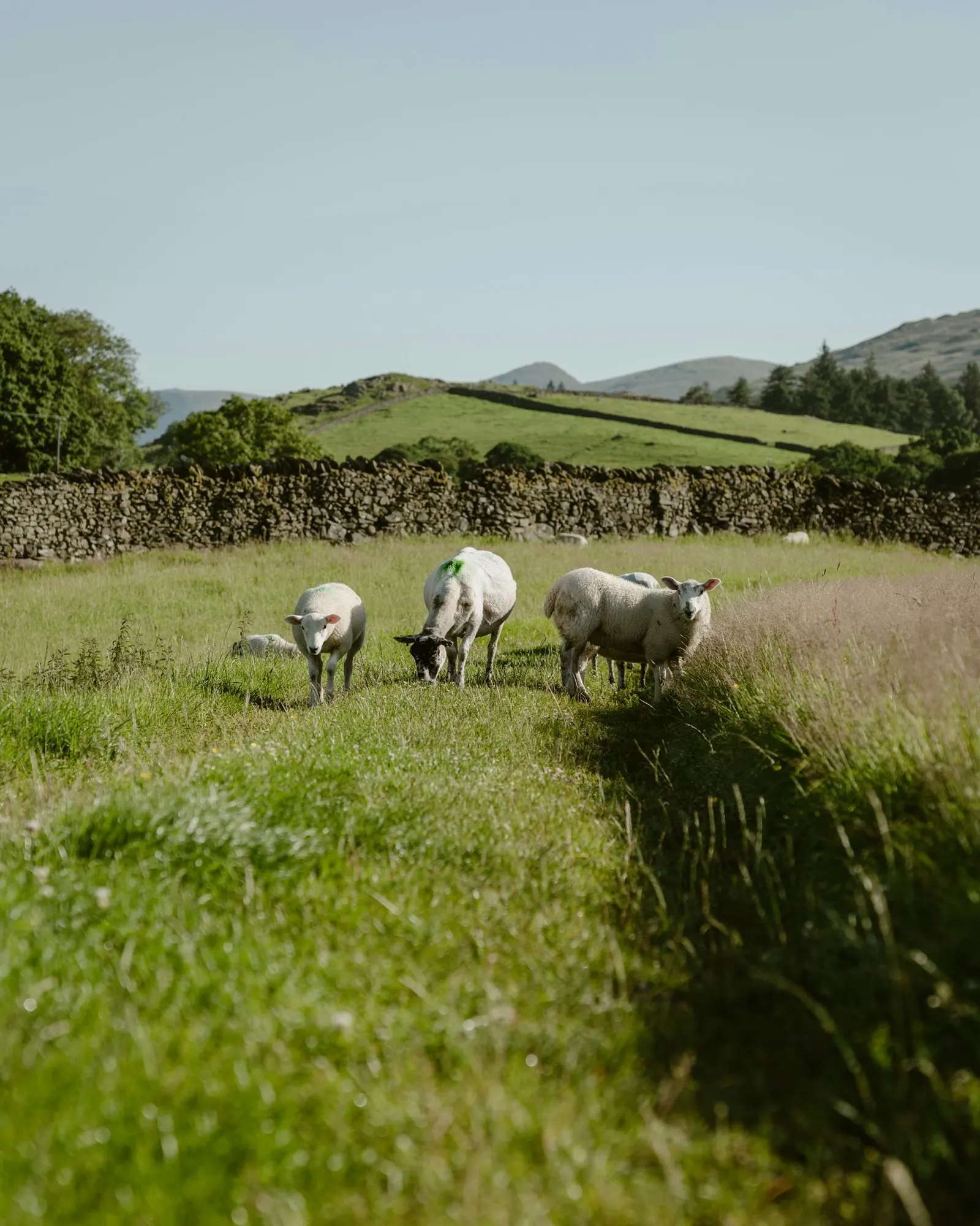 Sheep grazing in a green field below the fells, behind a drystone wall